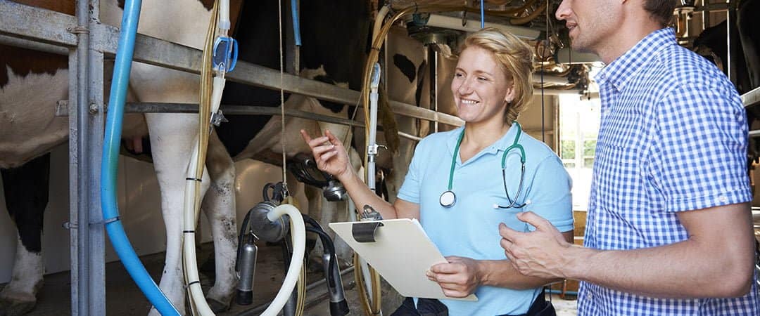 The Positive Impact Of Blushield Devices On A Dairy Herd