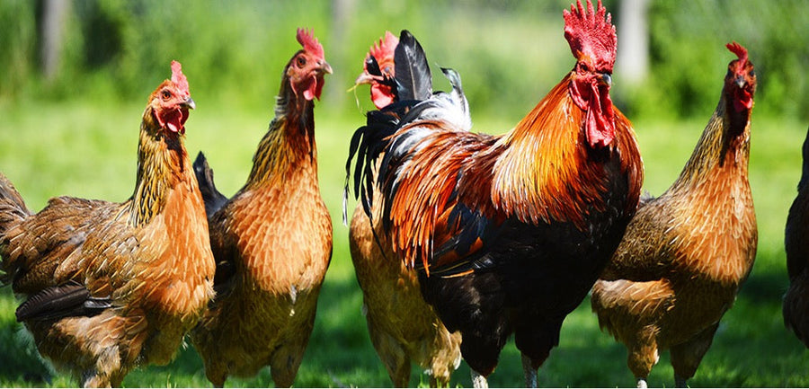 Poultry Farm Study